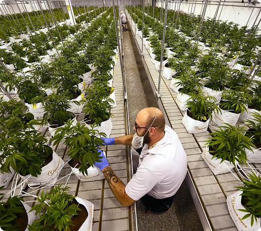 How To Grow Marijuana